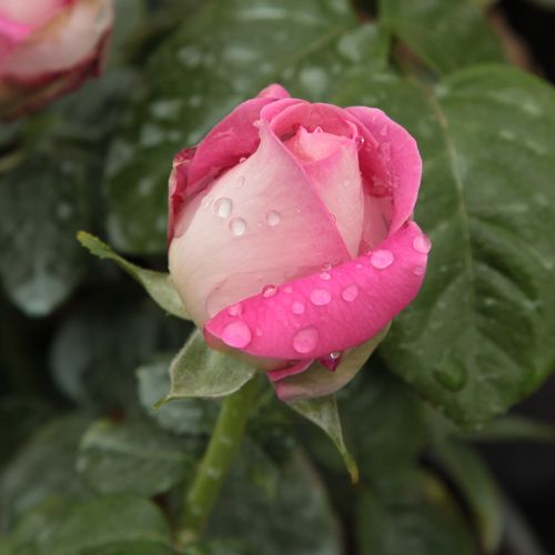 Rosa  Tanger™ - růžová - bílá - Stromkové růže s květmi čajohybridů - stromková růže s rovnými stonky v koruně